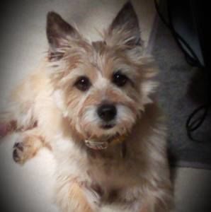 Meet your Posher, Bobbie